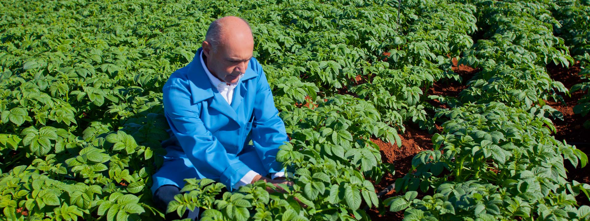 Growing potatoes with love for 30 years